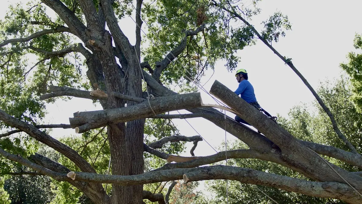 Professional Crown Thinning performed by certified arborists in Dixons Mills